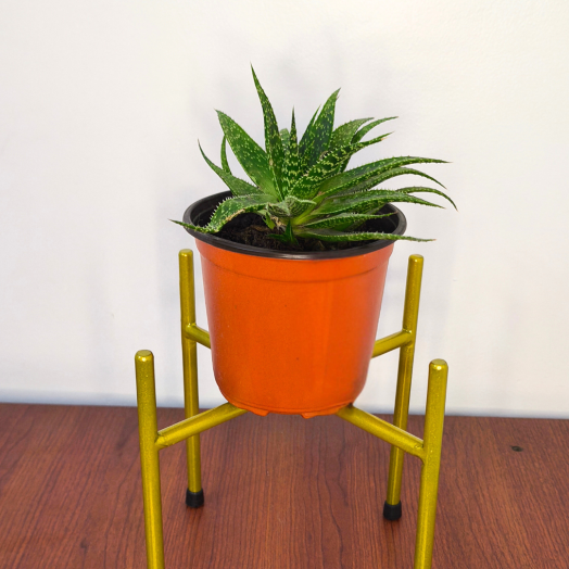 Planta Aloe Aristata