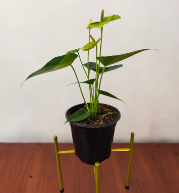 Anturio verde