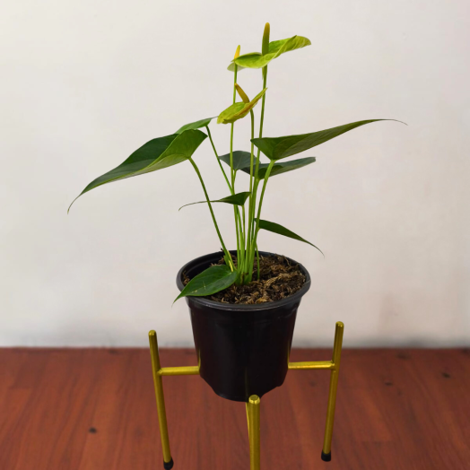 Anturio verde