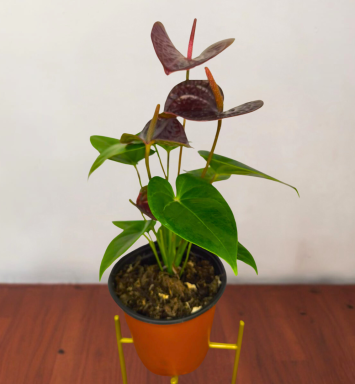 Anturio rojo vino