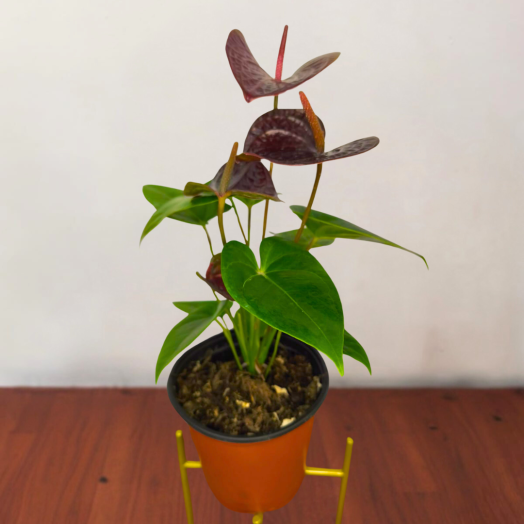 Anturio rojo vino