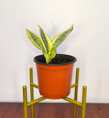 Planta Lengua de Suegra (forma de flor)