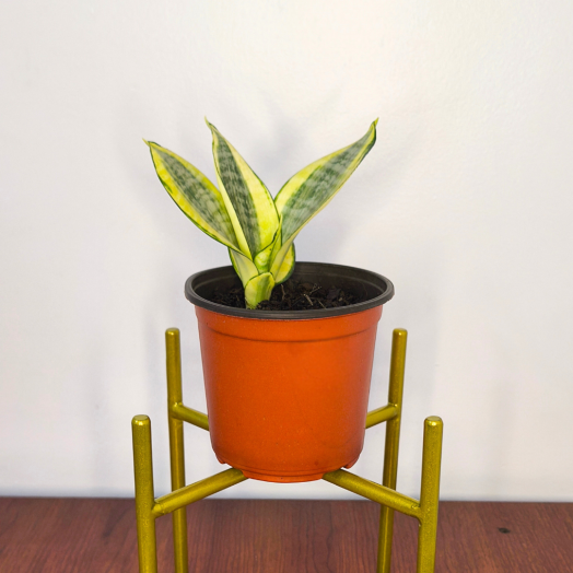 Planta Lengua de Suegra (forma de flor)