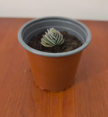 Planta Suculenta Crassula