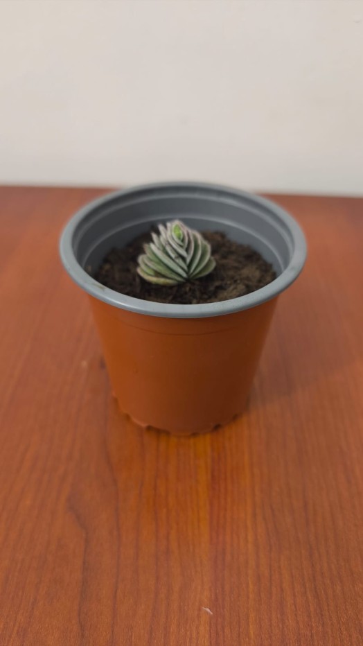 Planta Suculenta Crassula