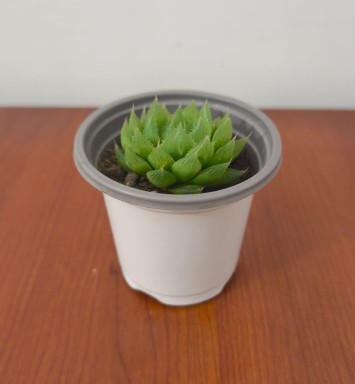 Planta Suculenta Hawortia cristal