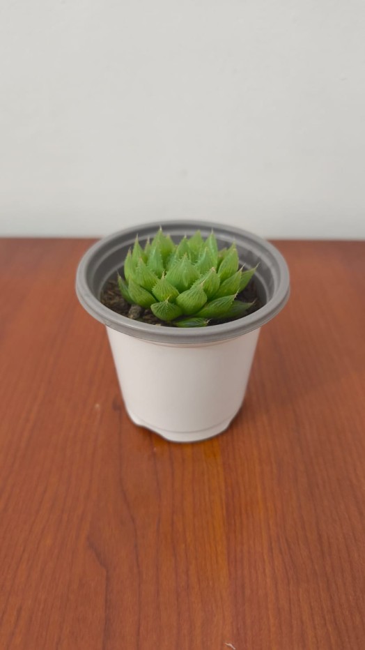 Planta Suculenta Hawortia cristal