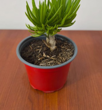 Planta suculenta Senecio