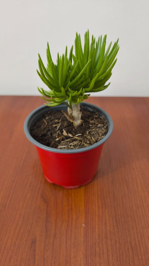 Planta suculenta Senecio