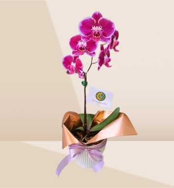 Orquídea Belleza Lila decorada