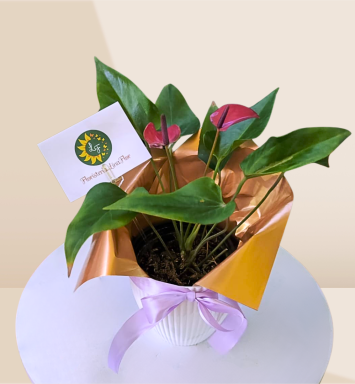 Anturio Belleza Morada decorada