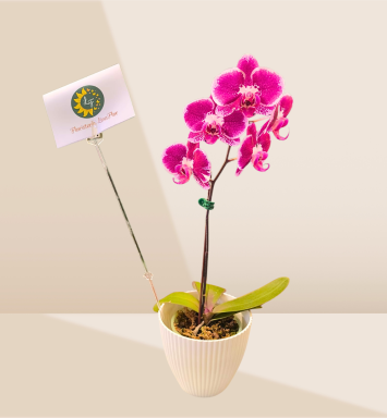 Orquídea Belleza Lila