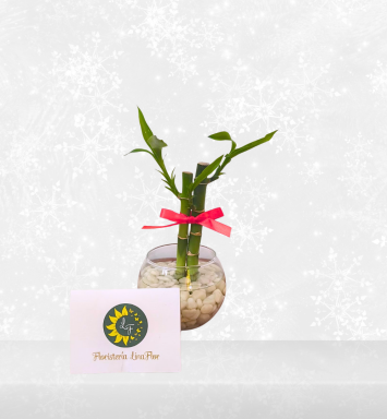 Bambú de la Suerte Navideño