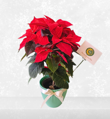 Flor de Navidad (planta Poinsettia)
